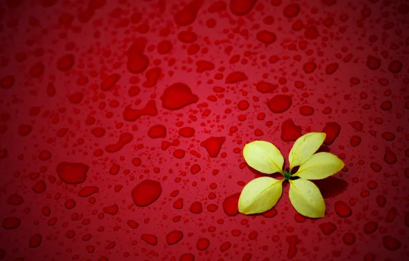 Picture flower, drops, yellow, red background