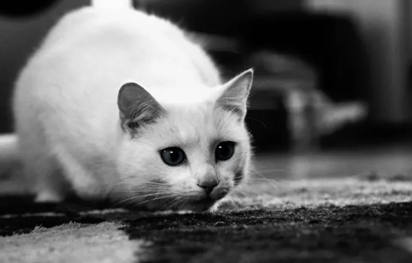 Picture eyes, cat, kitty, black and white, muzzle, ears, curiosity