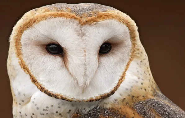 Picture look, background, bird, Owl, brown