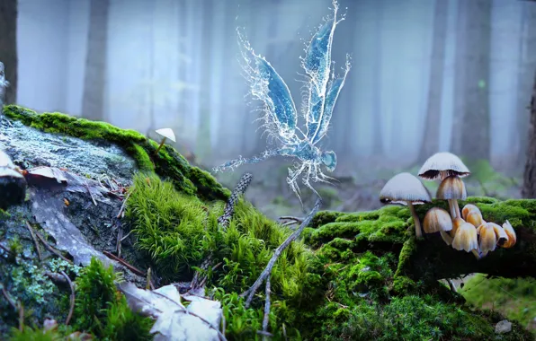 Picture forest, mushrooms, moss, dragonfly