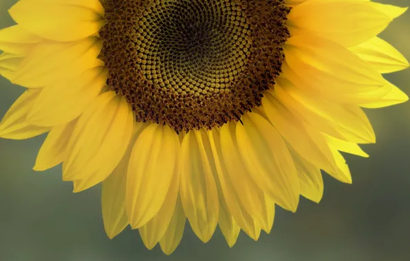 Picture the sun, yellow, Sunflower