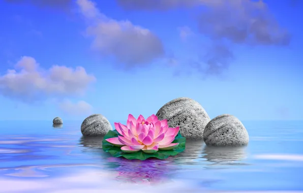 Picture the sky, water, clouds, stones, leaves, flowers, Lotus