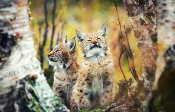 Picture autumn, forest, cats, kittens, lynx