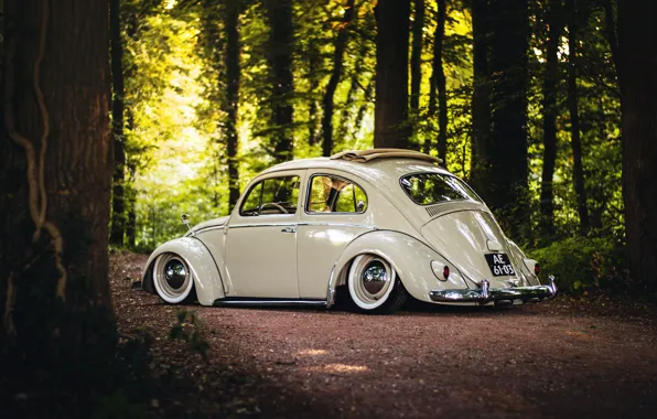 Picture Volkswagen, wheels, sunshine, forest, road, trees, rear, Beetle, sunroof