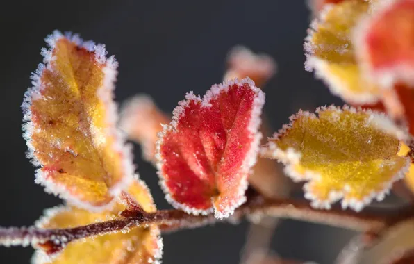 Picture ice, leaves, macro, snow, yellow, red, frost