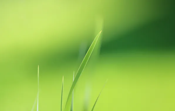 Picture grass, nature, background