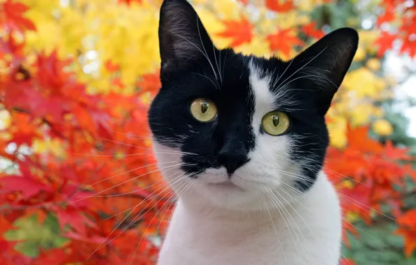 Picture cat, autumn, foliage