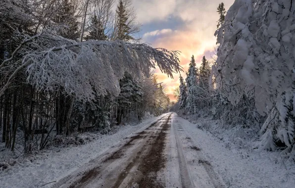 Picture road, snow, trees, nature, road, trees, winter, snow