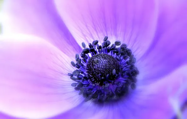Picture flower, macro, lilac, tenderness, focus, petals, Anemone, anemone