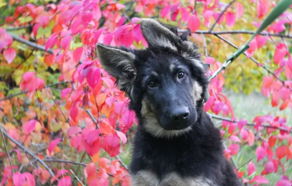 Picture autumn, Dog, puppy