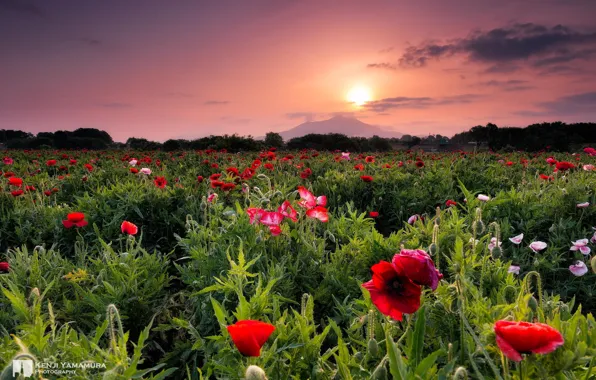 Picture sunset, flowers, beauty, photographer, Kenji Yamamura