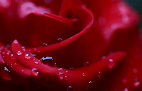 Picture flower, drops, Rosa, rose, petals