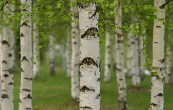 Picture forest, grove, Birch