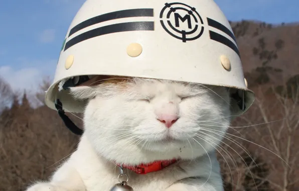 Picture white, cat, mood, helmet