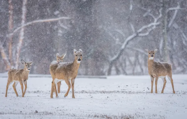 Picture winter, deer, wildlife, family, snowing