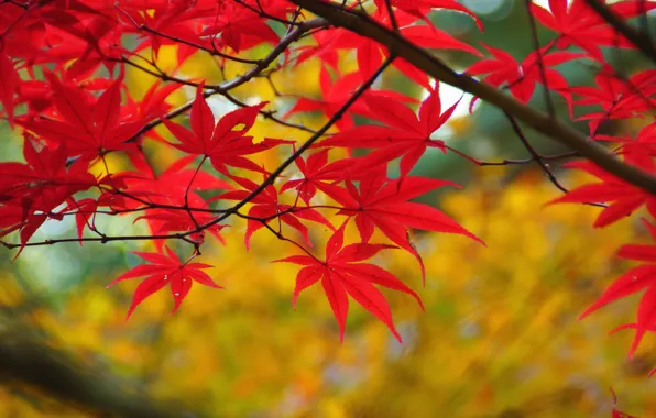 Picture autumn, leaves, branch, red, maple