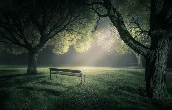 Picture light, trees, bench, fog, Park