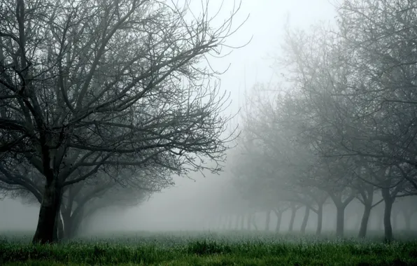 Picture grass, trees, nature, fog