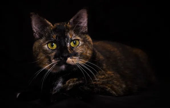 Picture cat, look, the dark background, portrait, tri-color