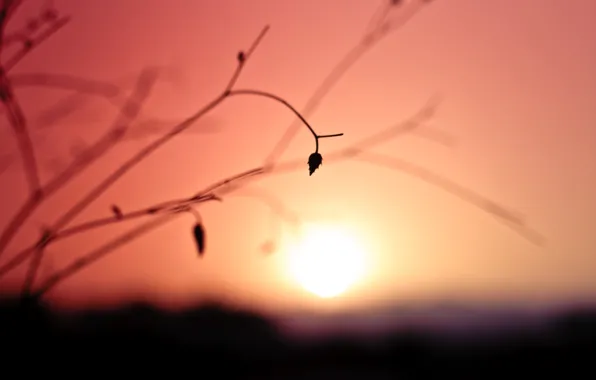 Picture the sky, color, the sun, macro, sunset, sprig, leaf, plant, dal, blur, the dried flowers