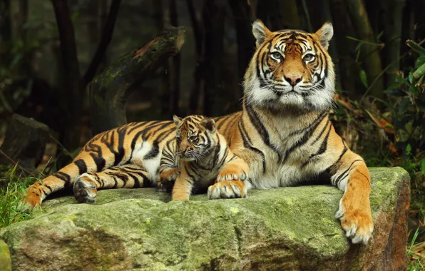 Picture predator, tigress, tiger
