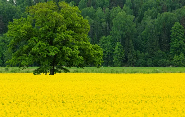 Picture field, forest, trees, flowers, nature, tree, spring, May, oak, rape