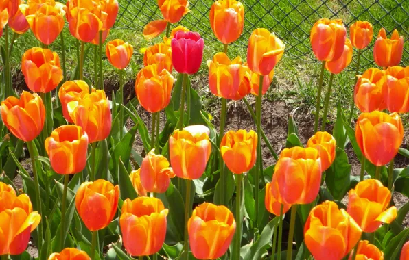 Picture nature, spring, tulips, Nature, orange, tulips, orange, spring