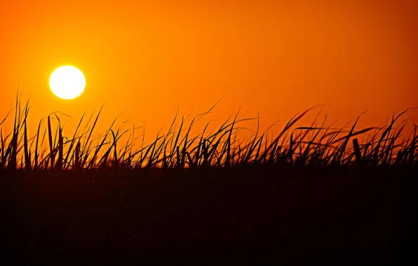 Picture grass, the sun, sunset, silhouette, glow