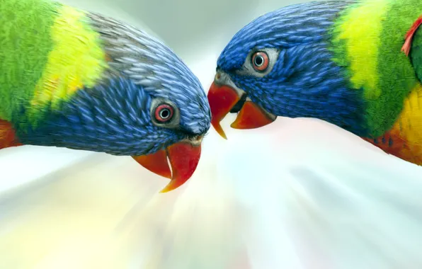 Picture birds, parrots, colorful