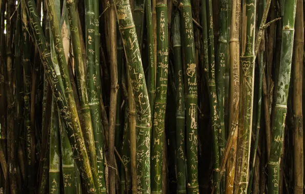 Picture green, trees, nature, texture, pattern, bamboo