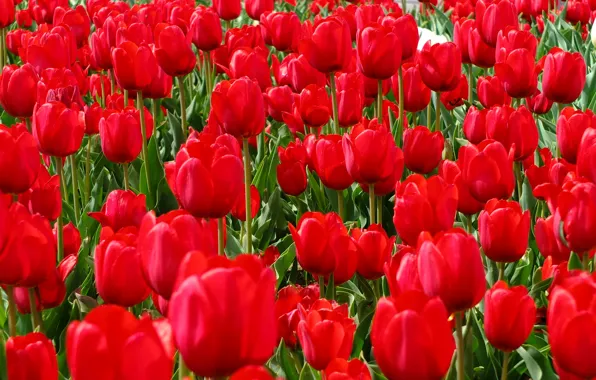 Picture field, spring, petals, garden, meadow, tulips