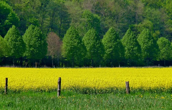 Picture field, trees, flowers, spring, Nature, trees, field, yellow, spring, yellow flowers