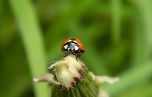 Picture macro, dandelion, ladybug