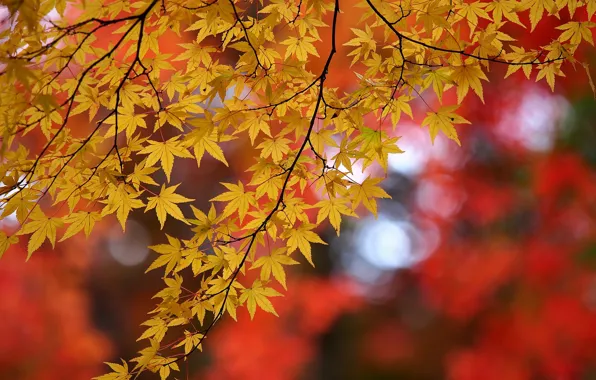 Picture autumn, leaves, branches, maple, bokeh