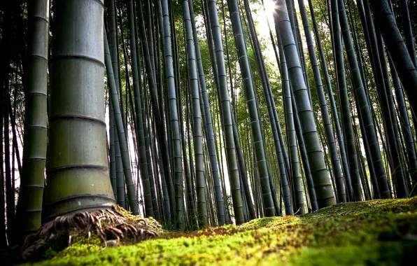 Picture Japan, bamboo, Kyoto