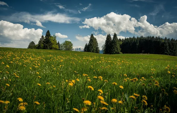 Picture grass, clouds, trees, nature, spring, meadow, dandelions