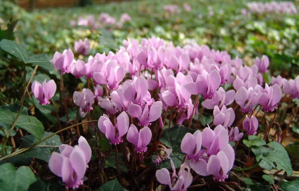 Picture flower, summer, pink, glade, flowerbed, cyclamen