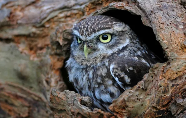 Picture owl, the hollow, the little owl