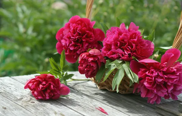 Picture basket, buds, peonies