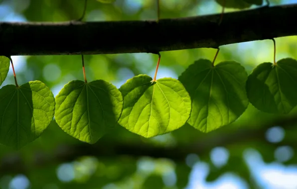 Picture greens, leaves, light, trees, freshness, heat, tree, foliage, leaf, spring, morning, leaves, bark, leaf, sheets, …