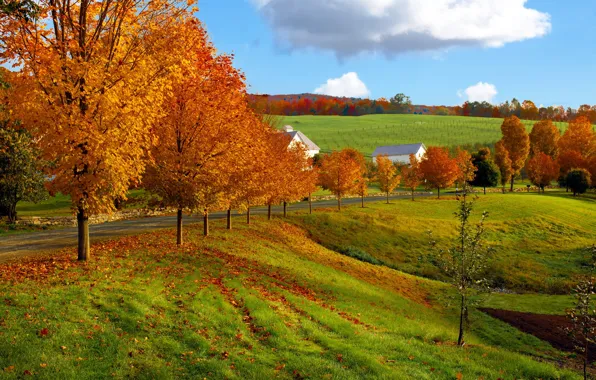 Picture road, field, autumn, the sky, clouds, nature, tree, house