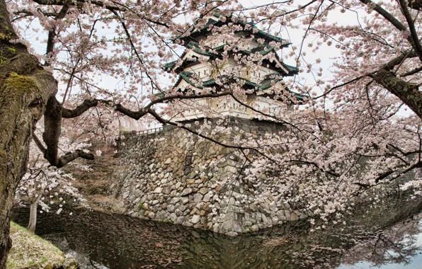 Picture water, reflection, trees, stones, spring, Japan, Sakura, masonry, pagoda, pond, blooming, Hirosaki, Wallpaper from lolita777