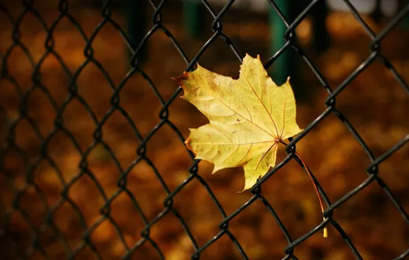 Picture autumn, macro, yellow, background, mesh, Wallpaper, blur, the fence, leaf, wallpaper, leaf, widescreen, background, macro, …