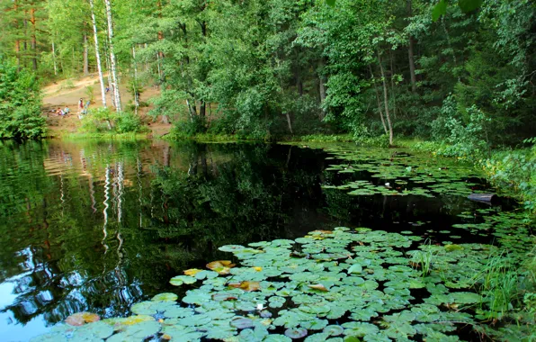 Picture nature, lake, photo, Saint Petersburg, Russia, water lilies, Komarovo, Squad