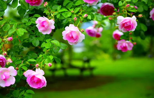 Picture leaves, rose, Bush, petals, garden