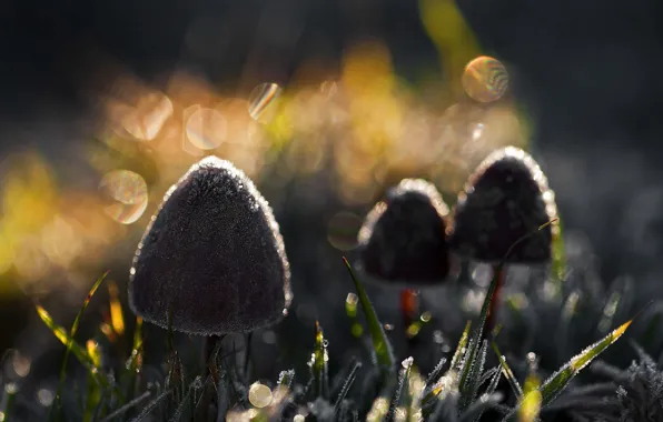 Picture light, nature, mushrooms
