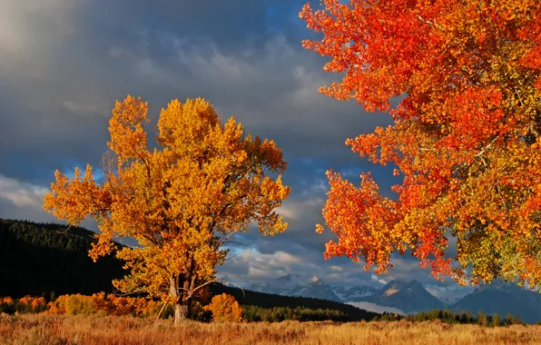 Picture autumn, the sky, leaves, trees, mountains, clouds