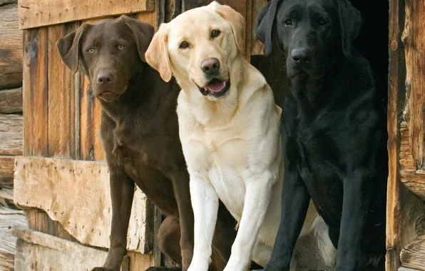 Picture dogs, trio, Labrador