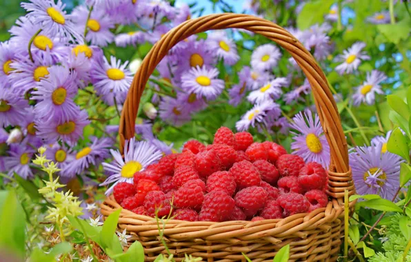Picture grass, flowers, raspberry, basket, berry, red, asters