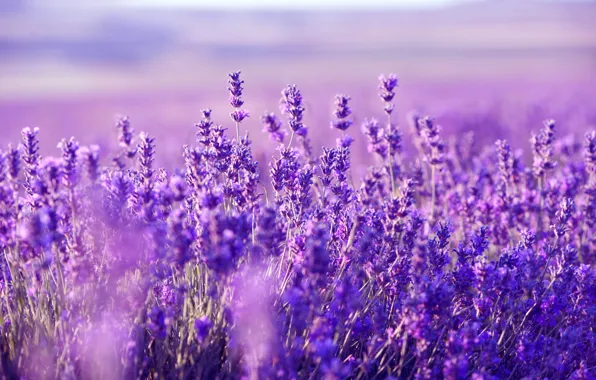 Picture field, plant, meadow, lavender